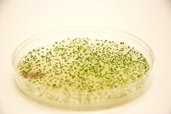 co2_bacterii